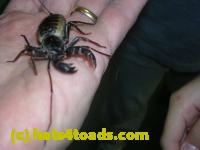 /home//u458753944/public_html/sourcegallery//Insects and small critters/other arthopods/DSCN3706.JPG